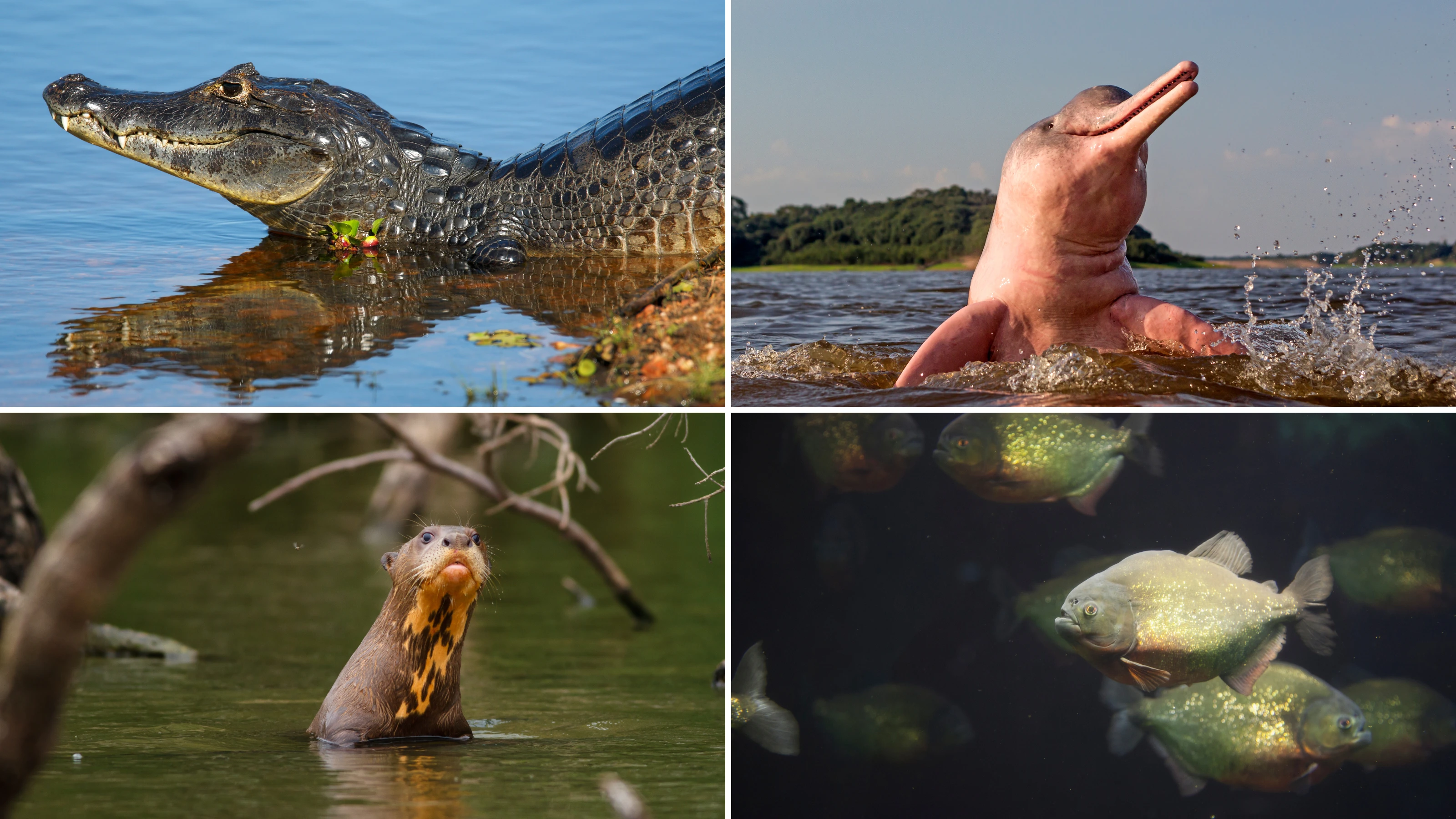 Amazon Wildlife Collage