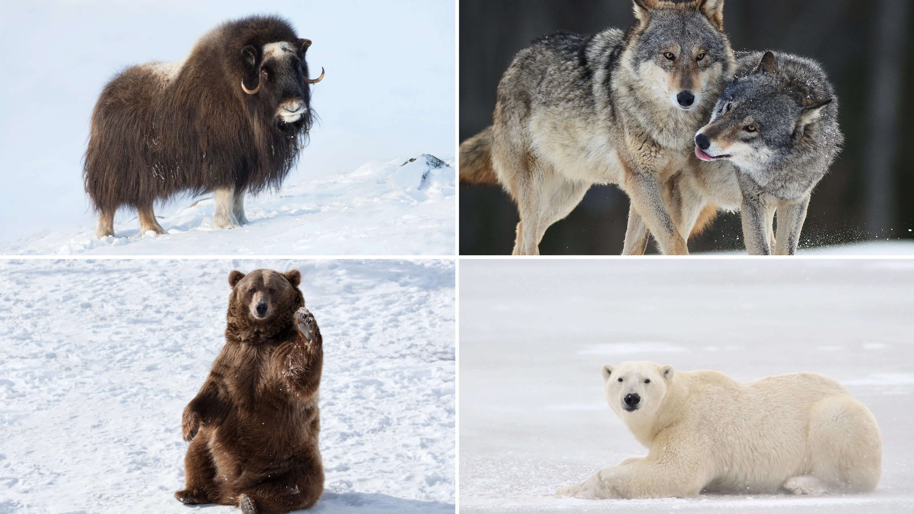Animals with thick winter fur coats surviving in snowy, cold winter landscape