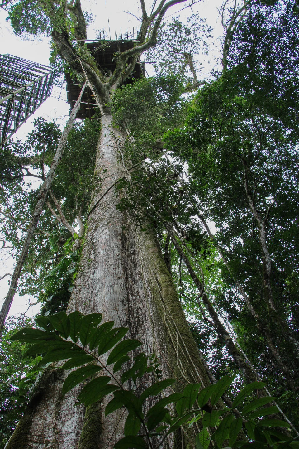 Canopy Research Platform