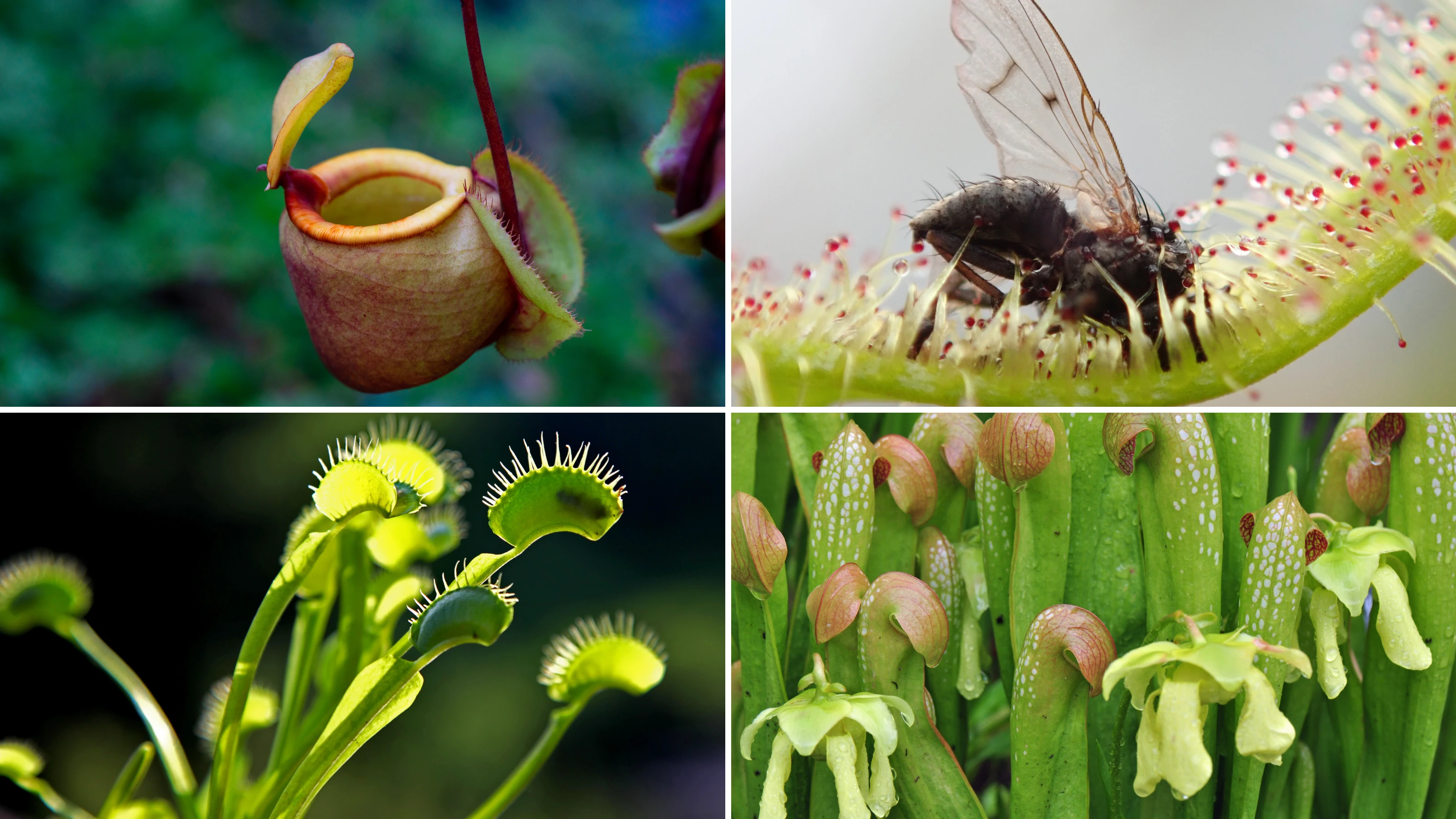 Carnivorous Plant Collection