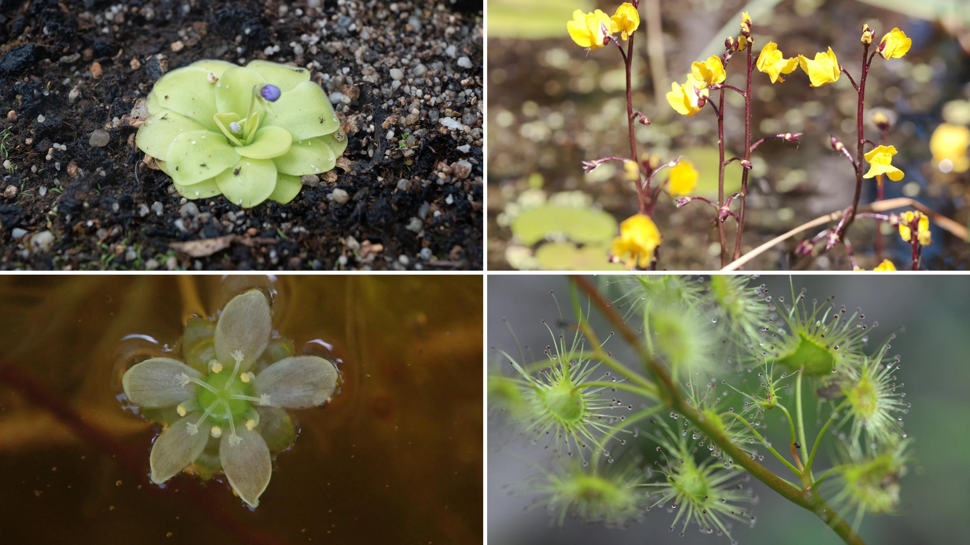 More amazing carnivorous plants! Top left: Butterwort, Top right: Bladderwort, Bottom left: Waterwheel plant, Bottom right: Australian sundew.