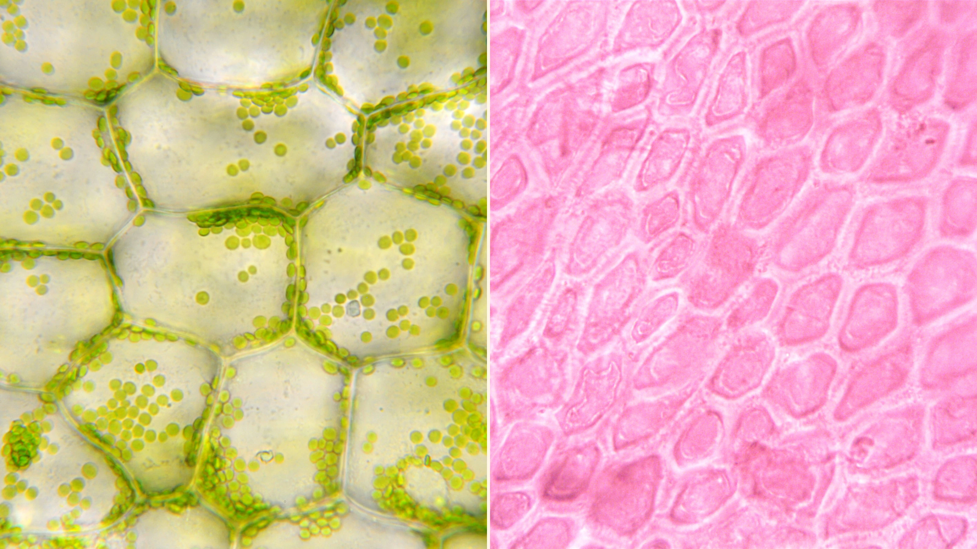 Cells