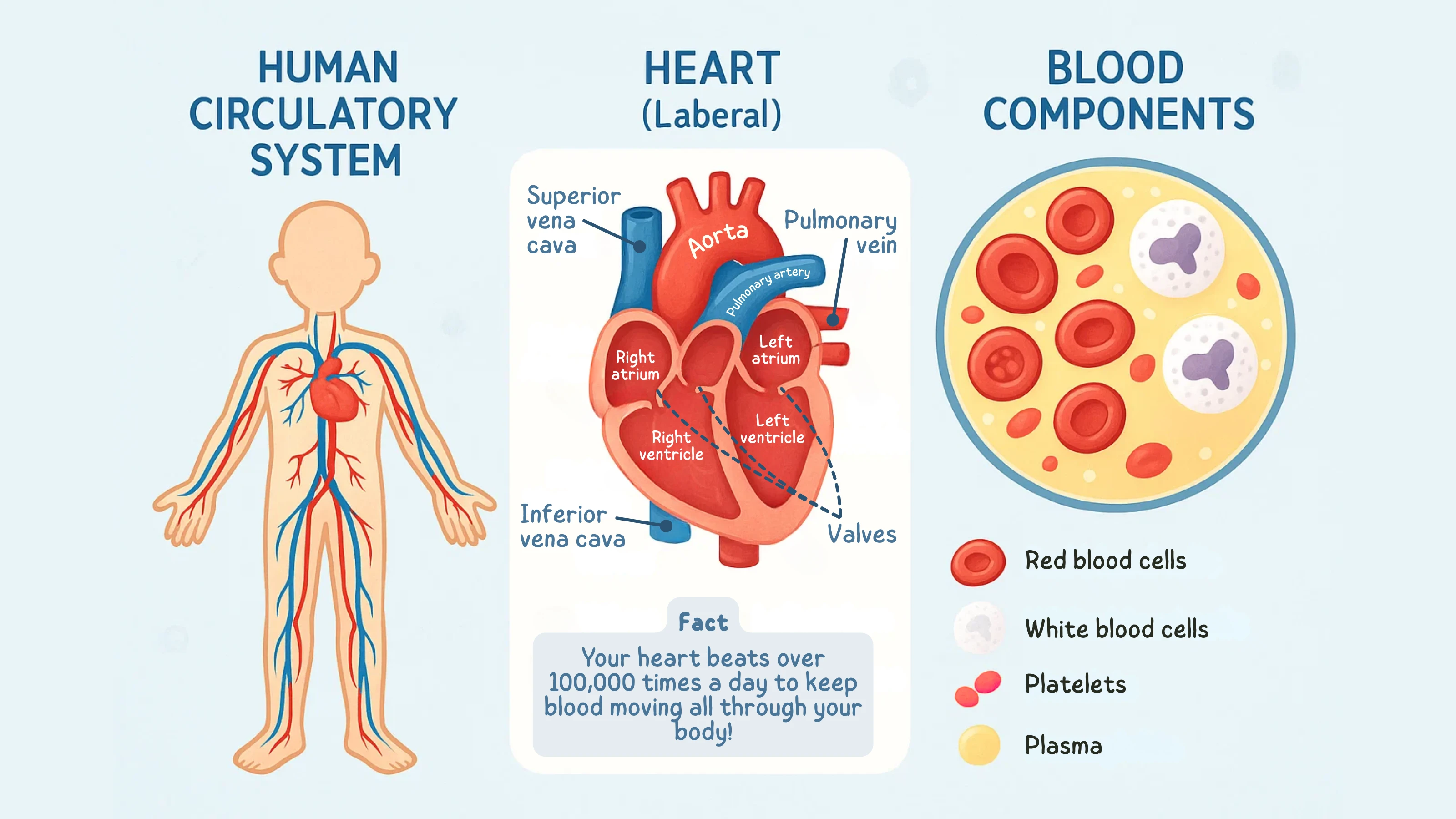 Circulatory System Diagram