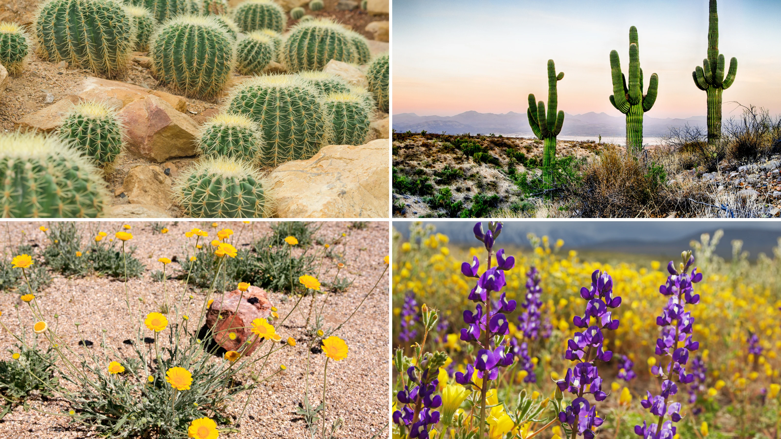 Plants of the desert! Top left: Barrel cactus, Top right: Saguaro cactus, Bottom left: Desert marigold, Bottom right: Lupine wildflowers.