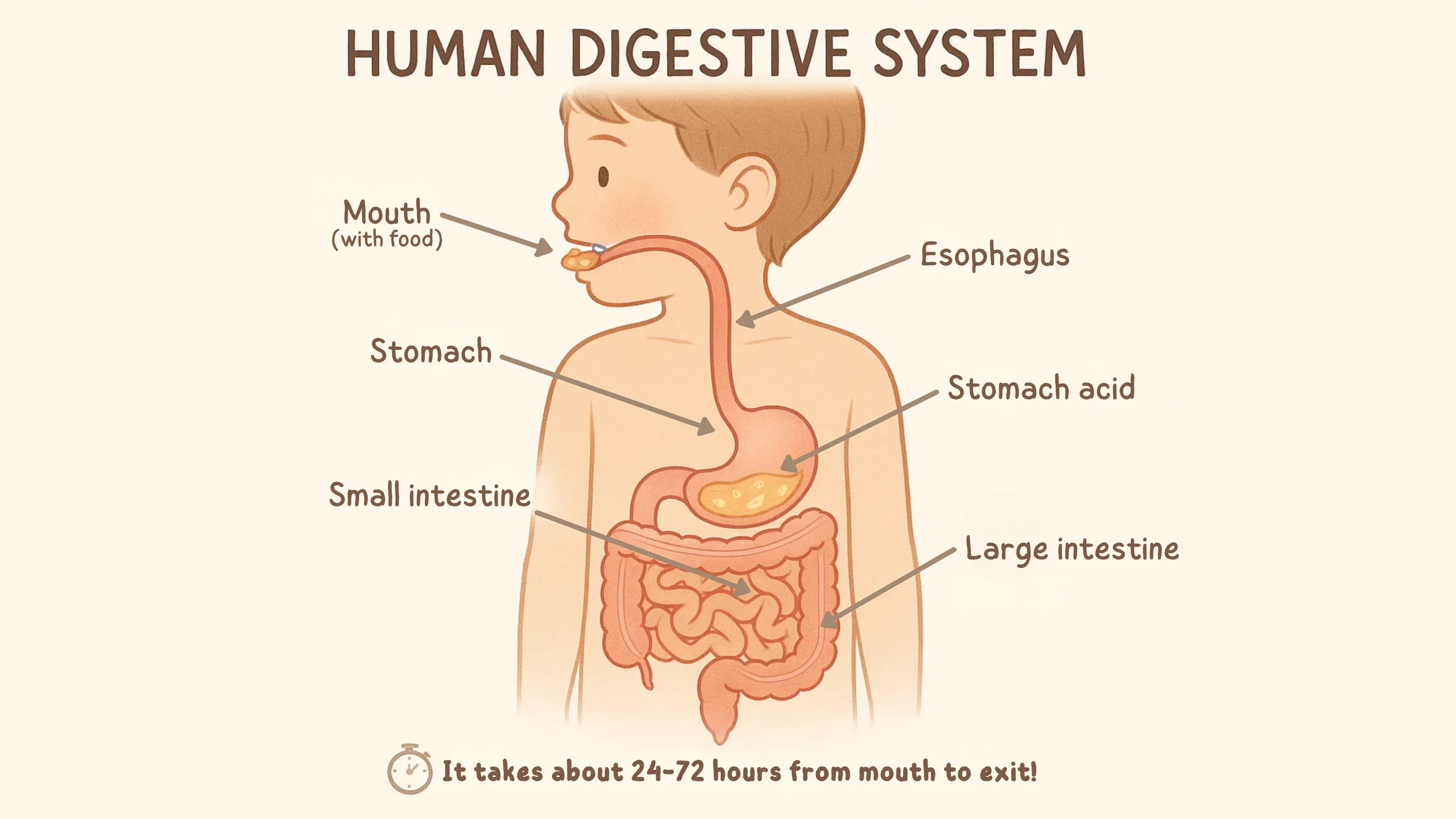 Digestive System Diagram