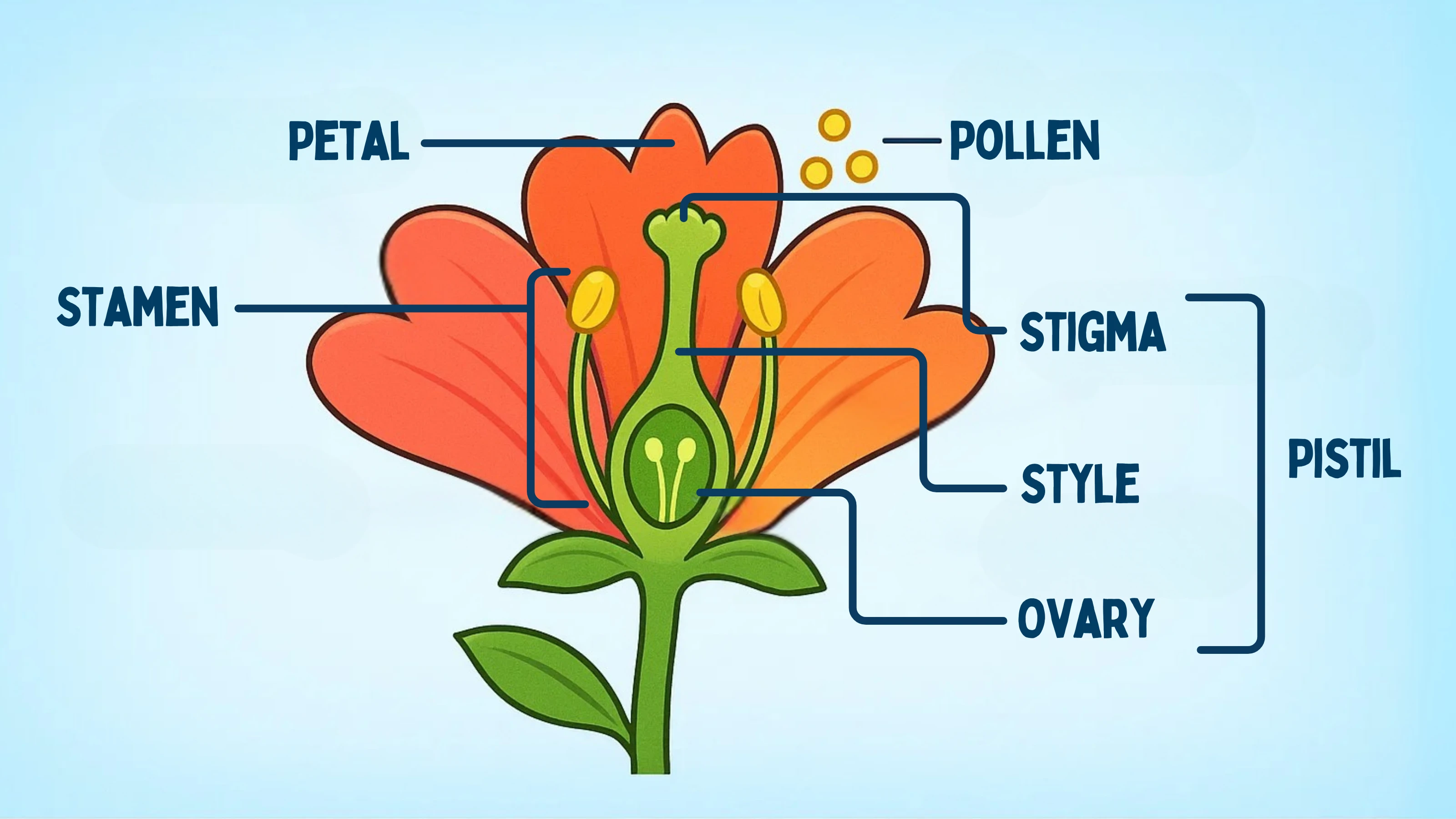 Flower Anatomy Diagram