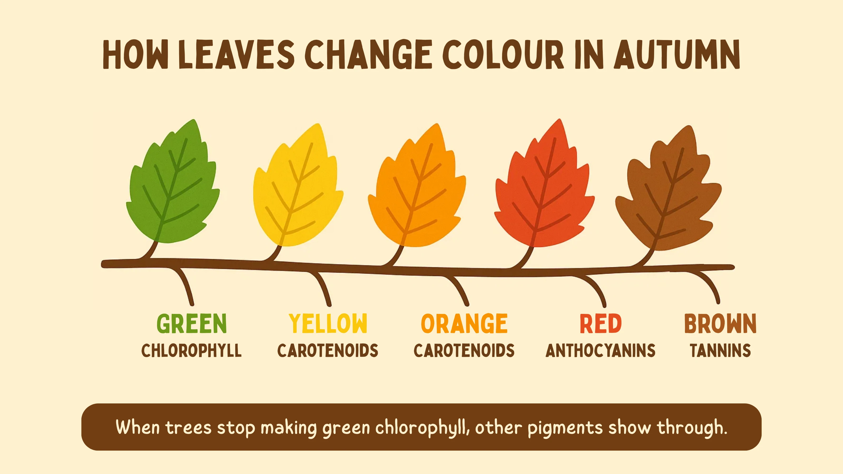 Leaf Color Change Process