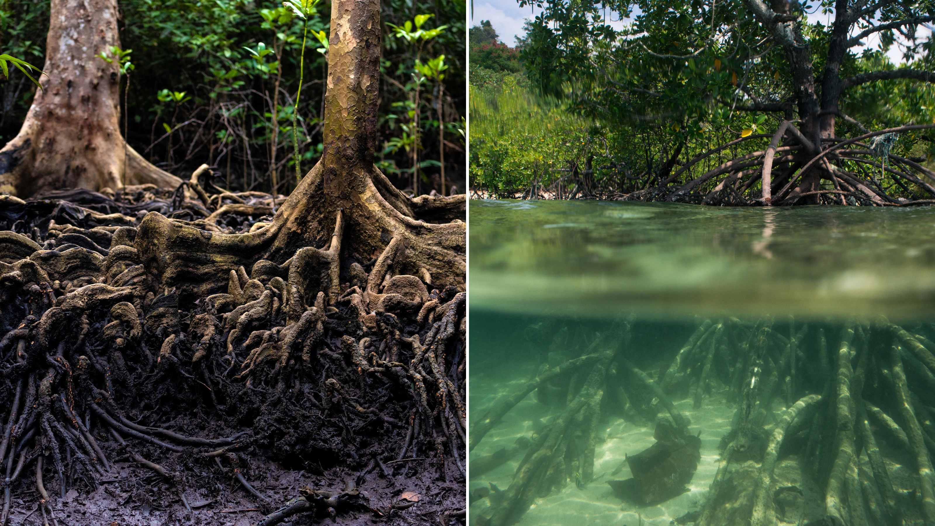 Plant Environment Adaptations