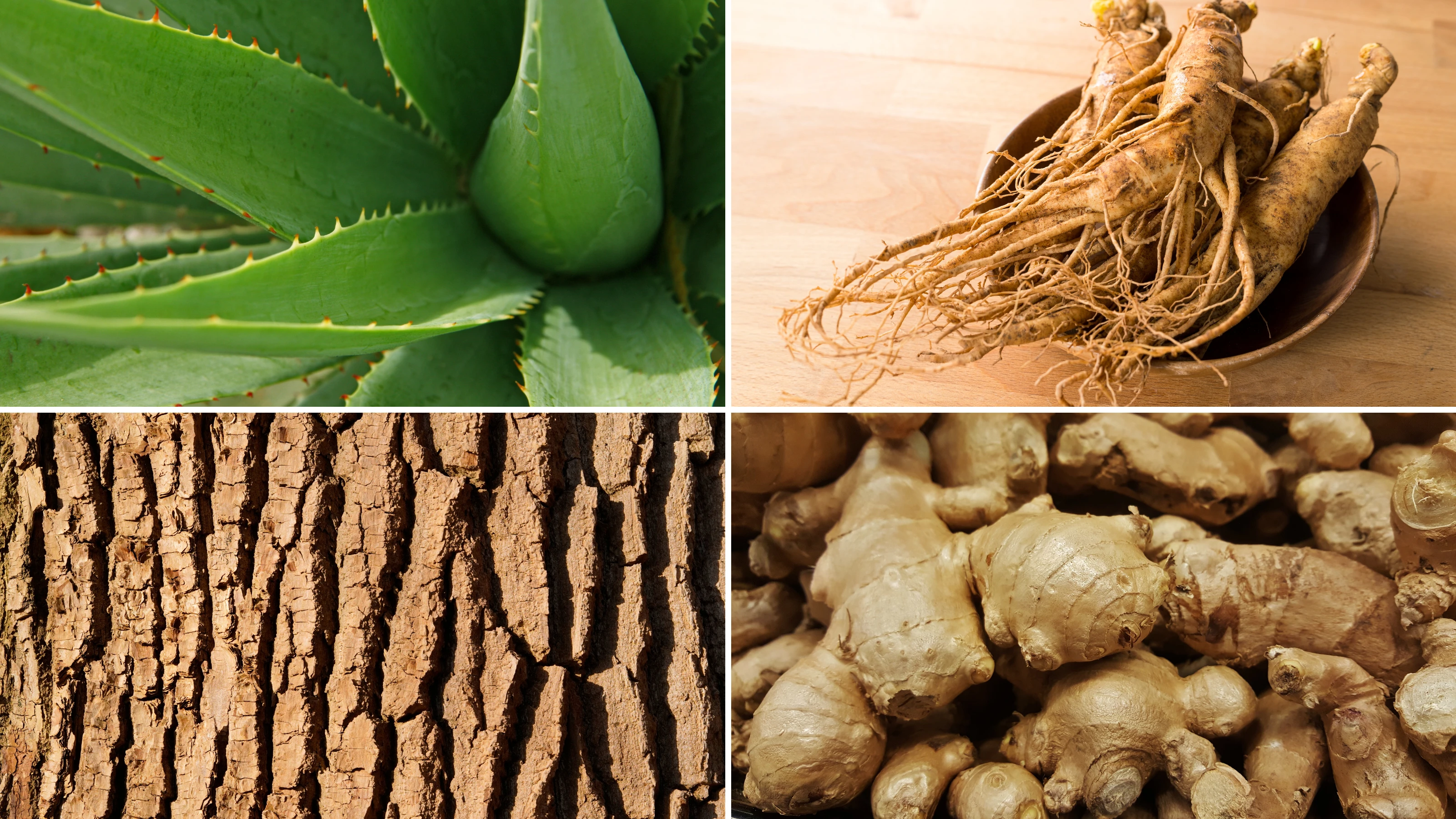 Common medicinal plants like willow bark, aloe vera, and ginseng with their uses