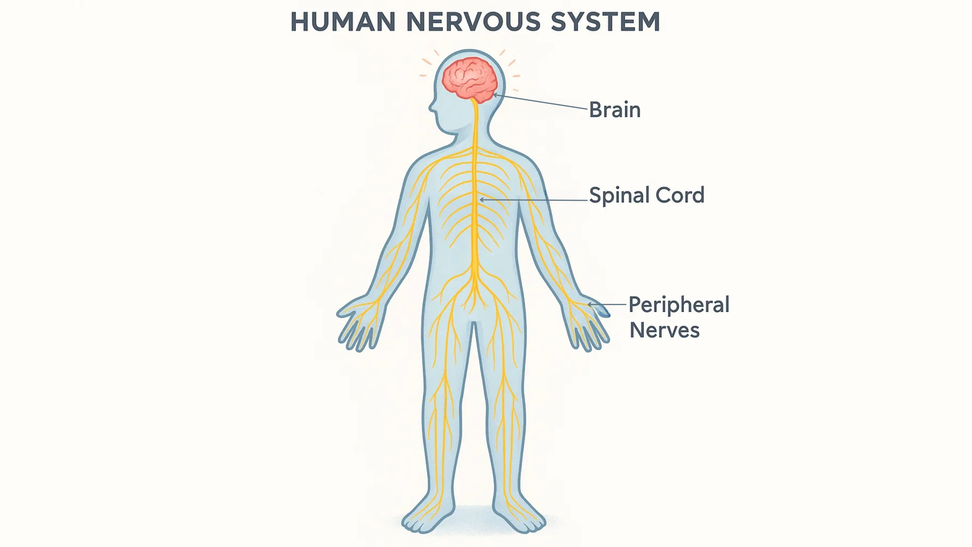 Nervous System Diagram