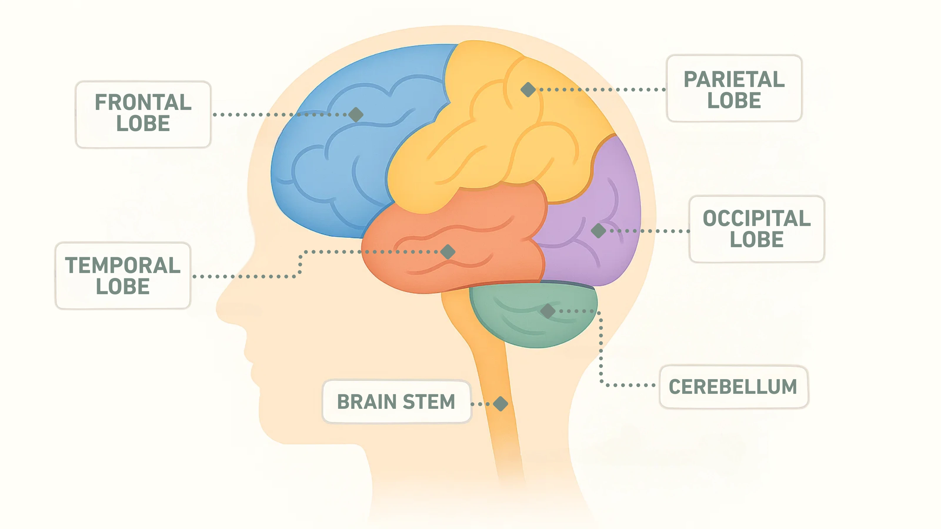 Parts of the Brain Diagram
