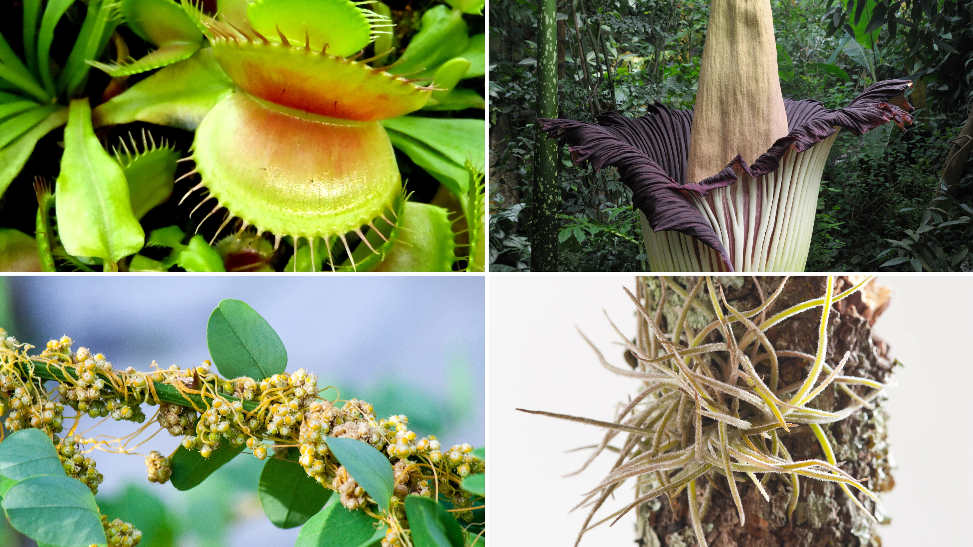 Plants with amazing adaptations! Top left: Venus flytrap – snaps shut to catch insects. Top right: Titan arum – the world’s tallest flower with a strong smell. Bottom left: Dodder vine – a parasitic plant that steals nutrients. Bottom right: Air plant – grows without soil, taking moisture from the air.