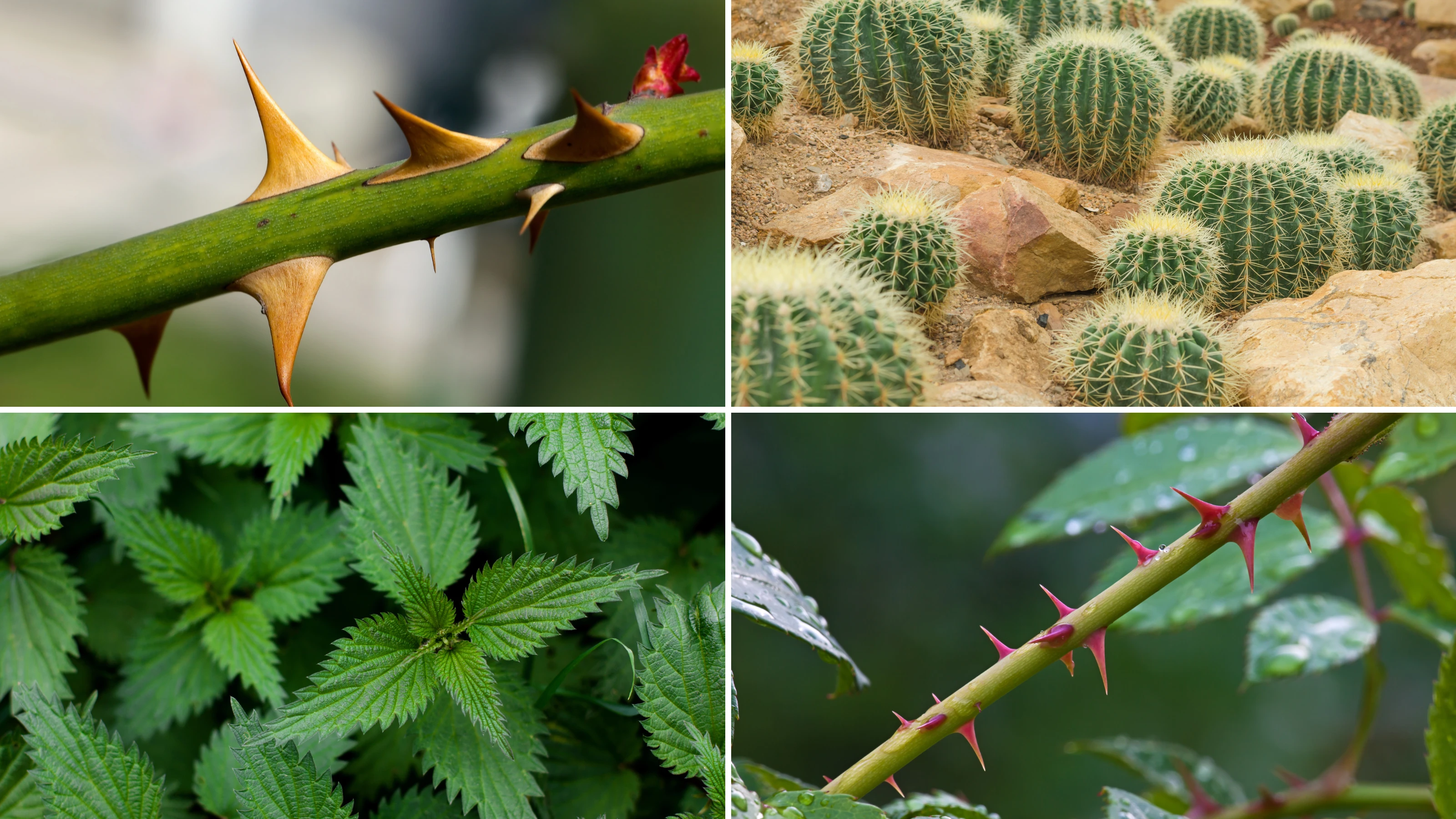 Chemical plant defenses showing bitter leaves, toxic berries, and warning coloration
