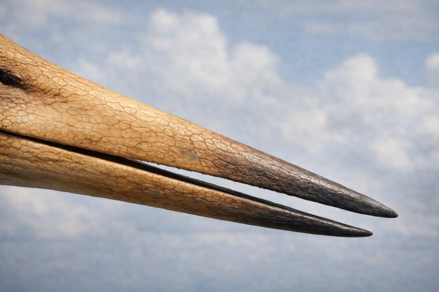 Pteranodon Beak Detail