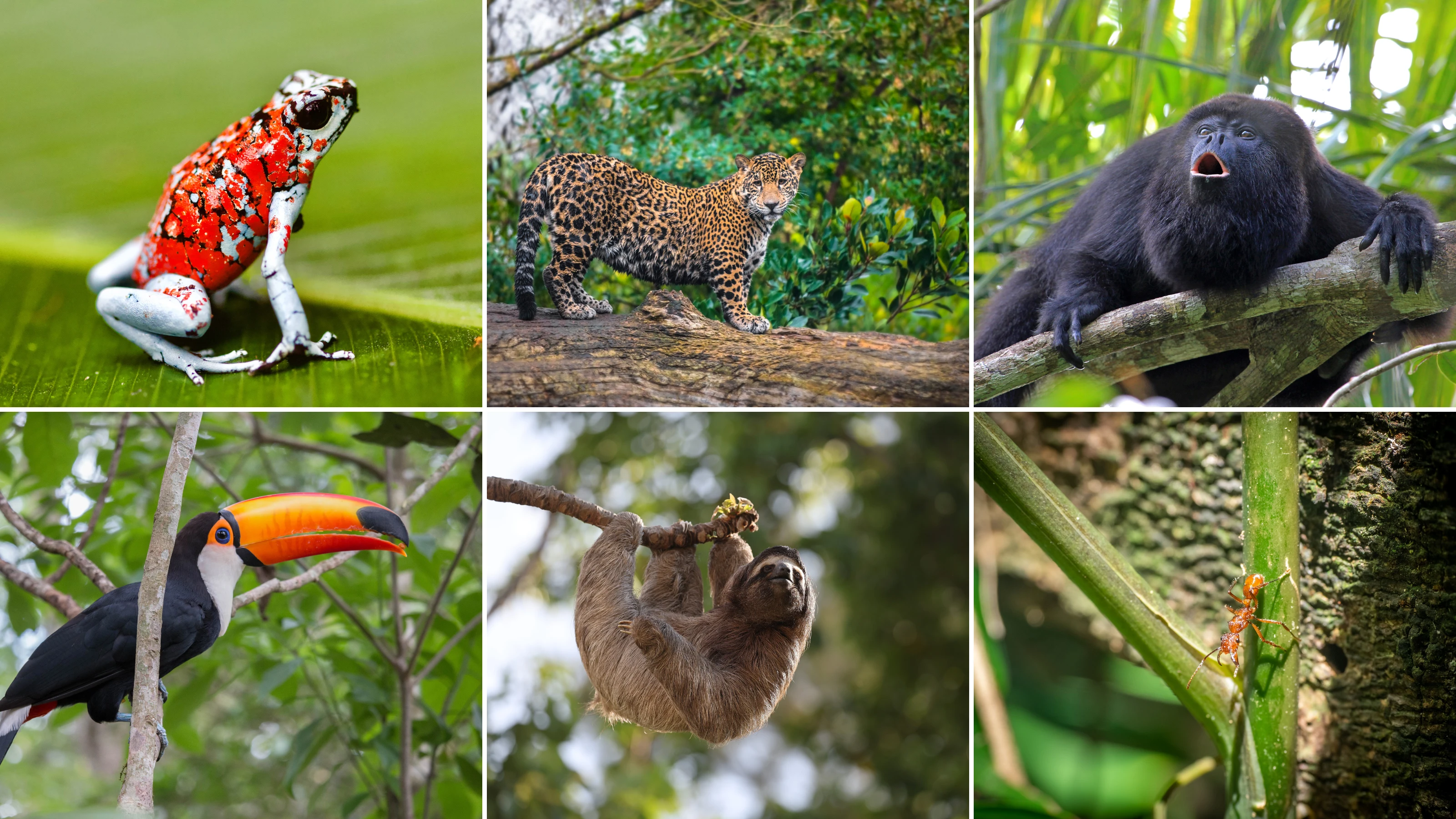 Rainforest Insects & Animals Collage