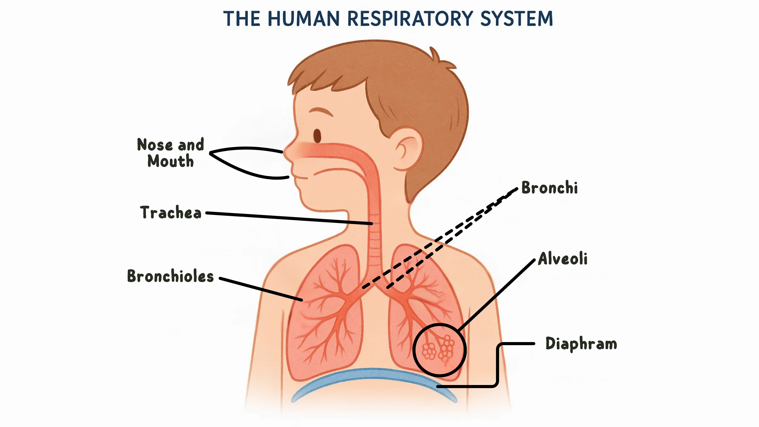 Respiratory System Diagram