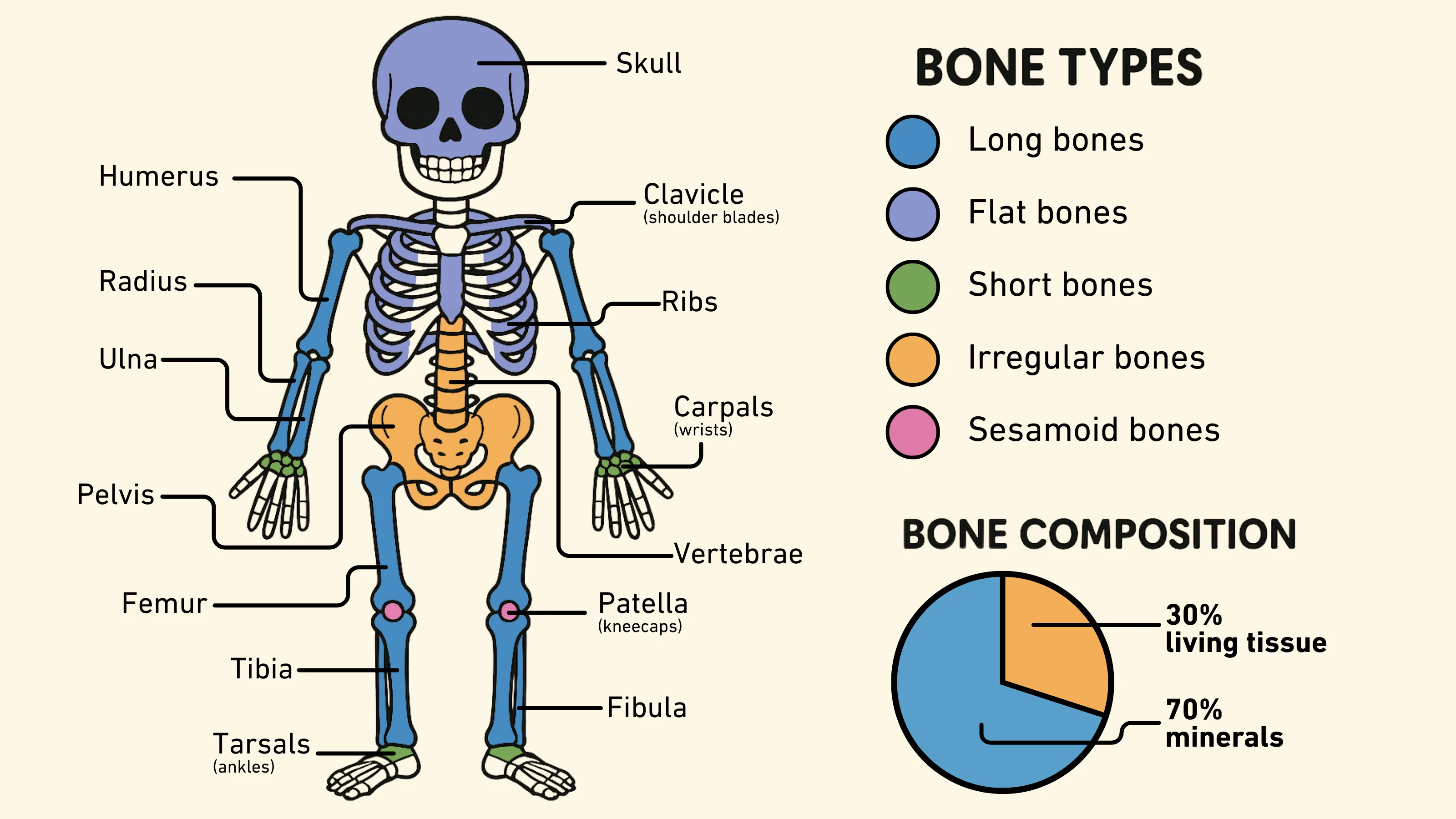 Skeletal System Diagram