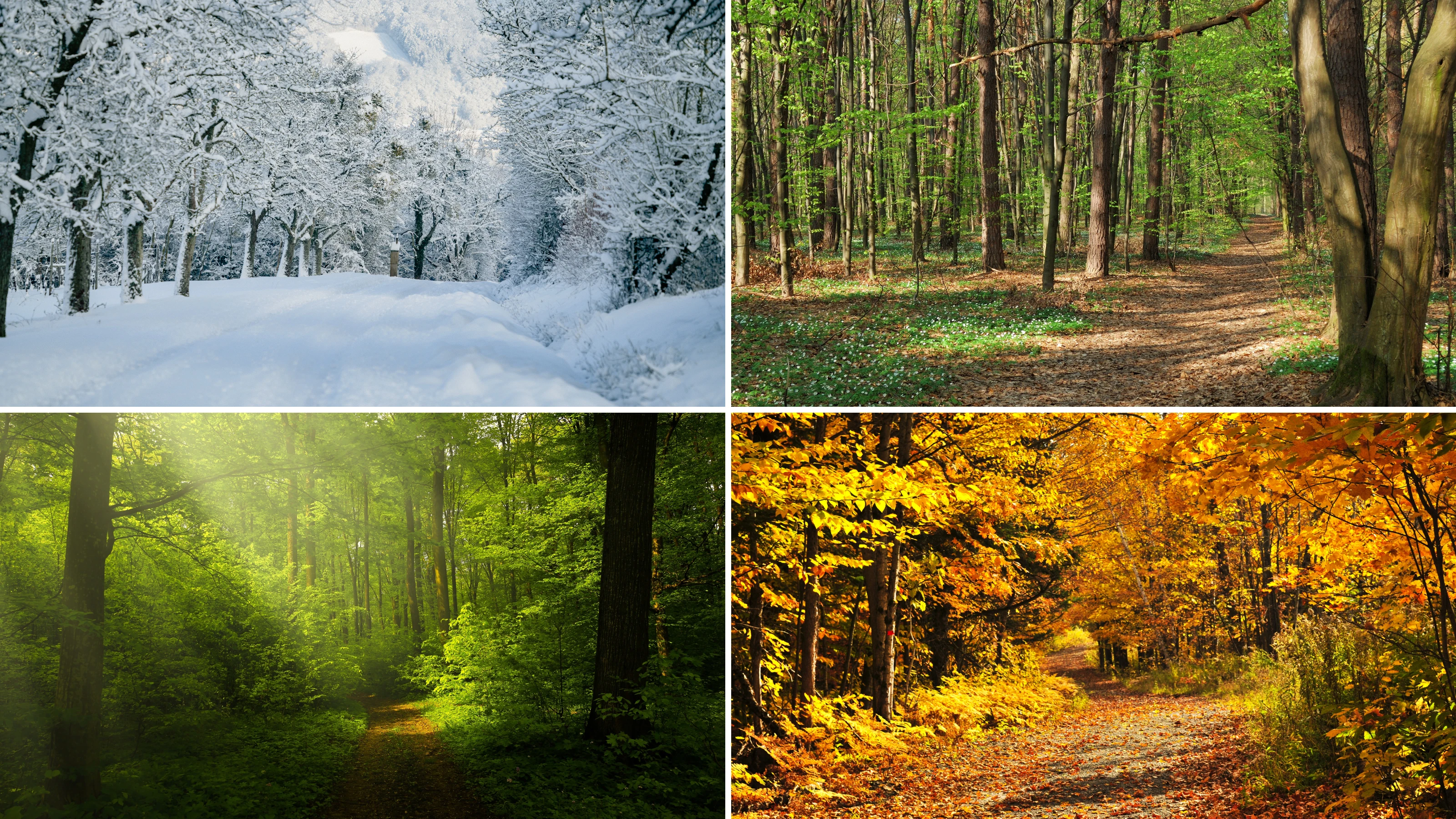 Seasonal Forest Changes