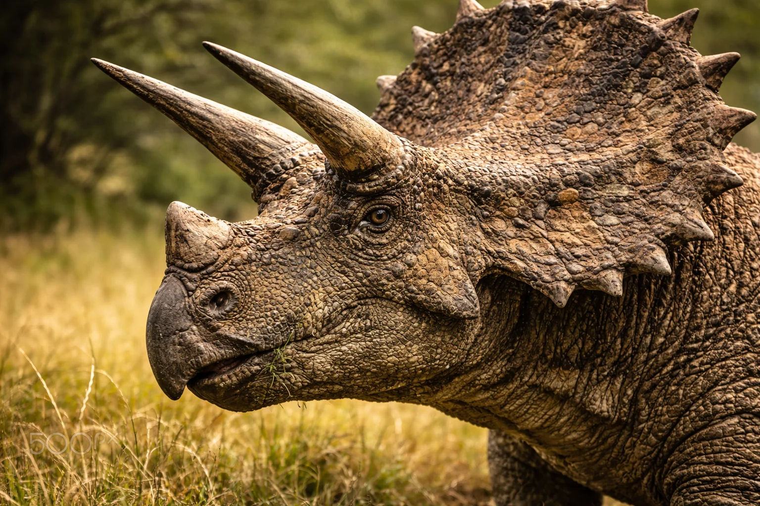 Triceratops
