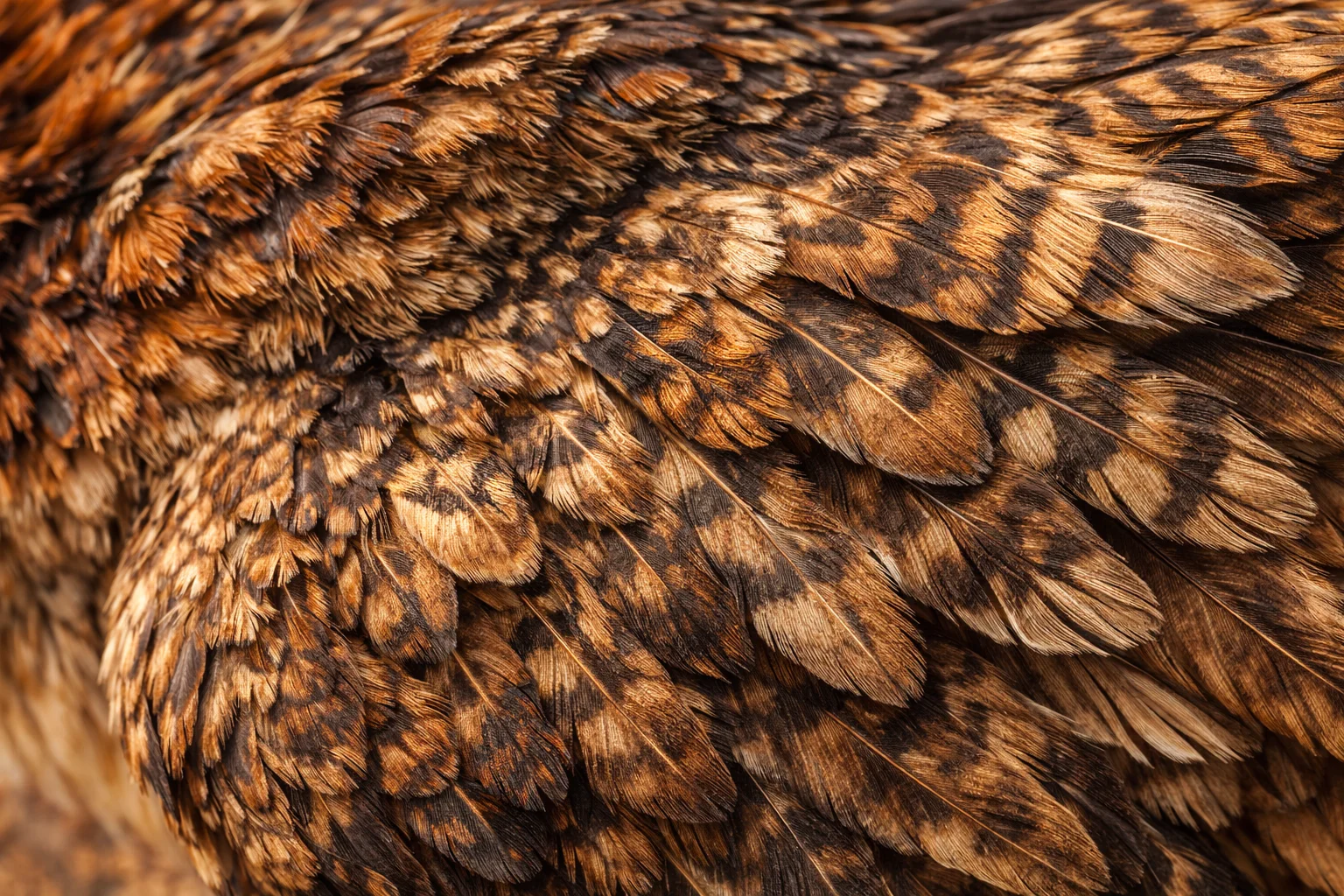Velociraptor Feather Detail