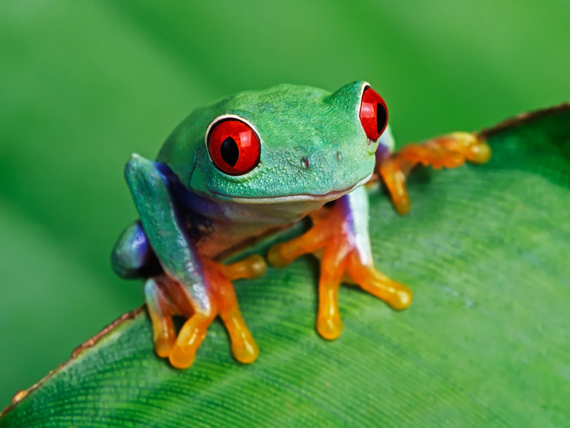 Amphibians