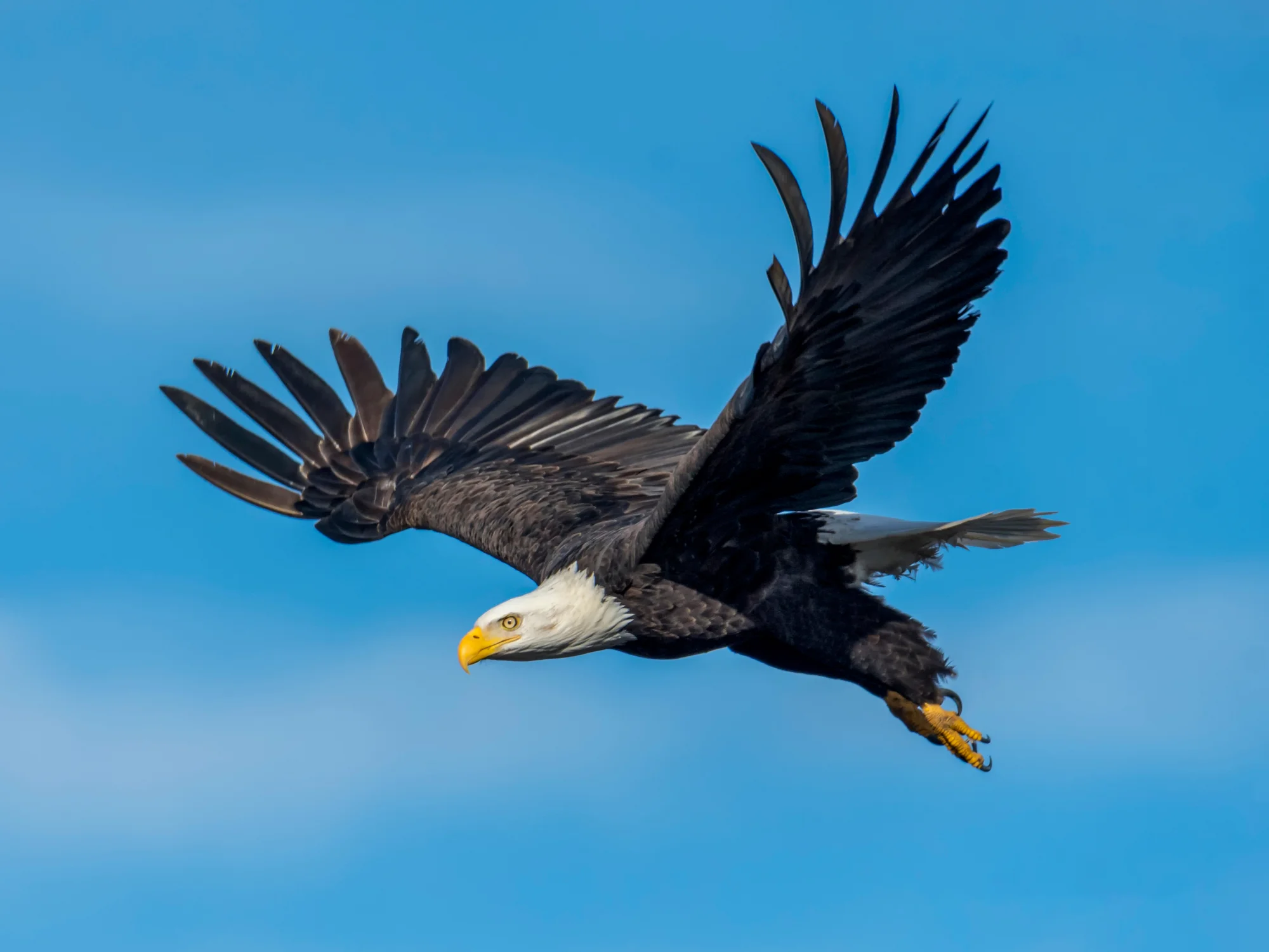 Birds
