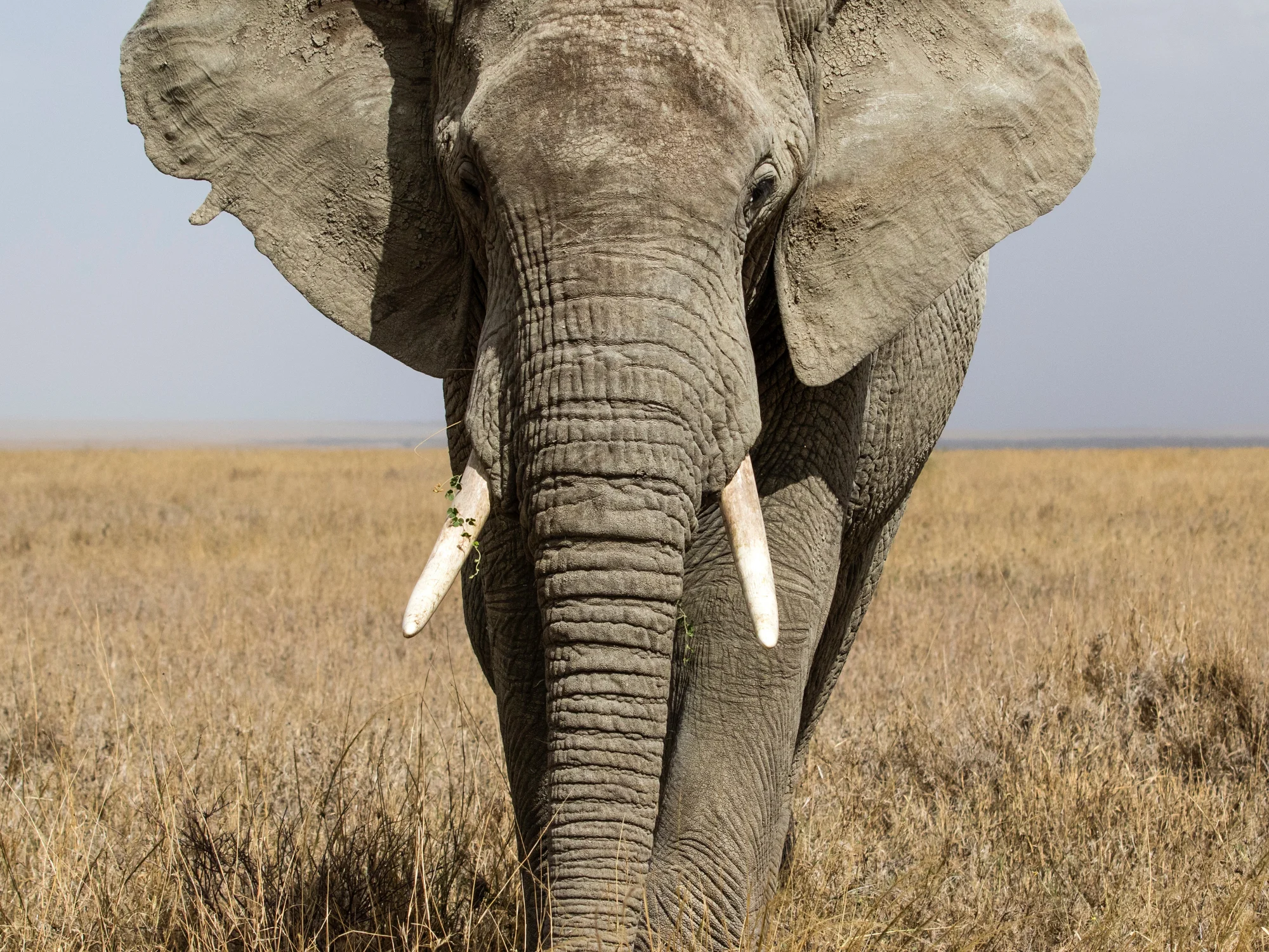 Mammals