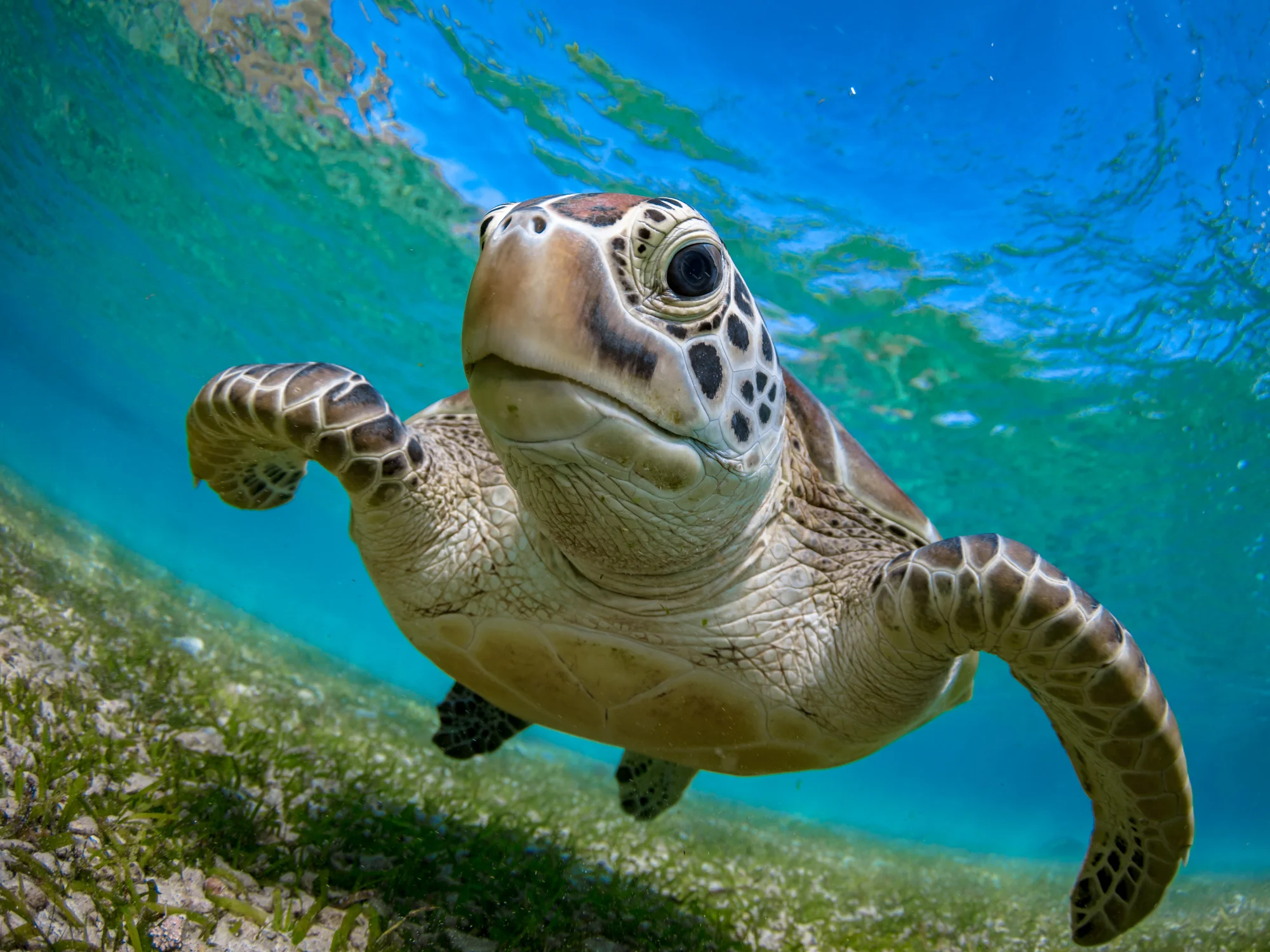 Ocean Life