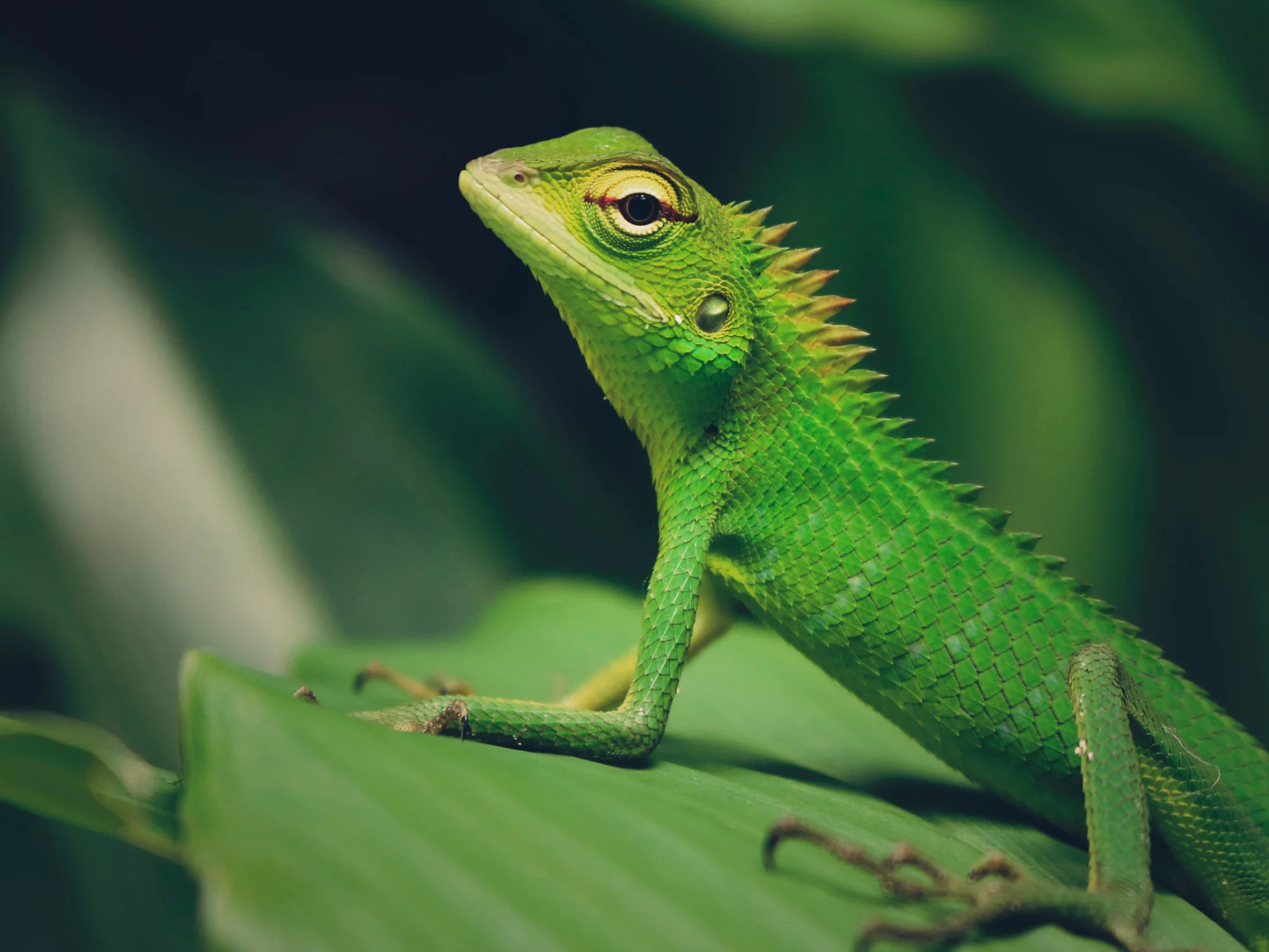 Reptiles