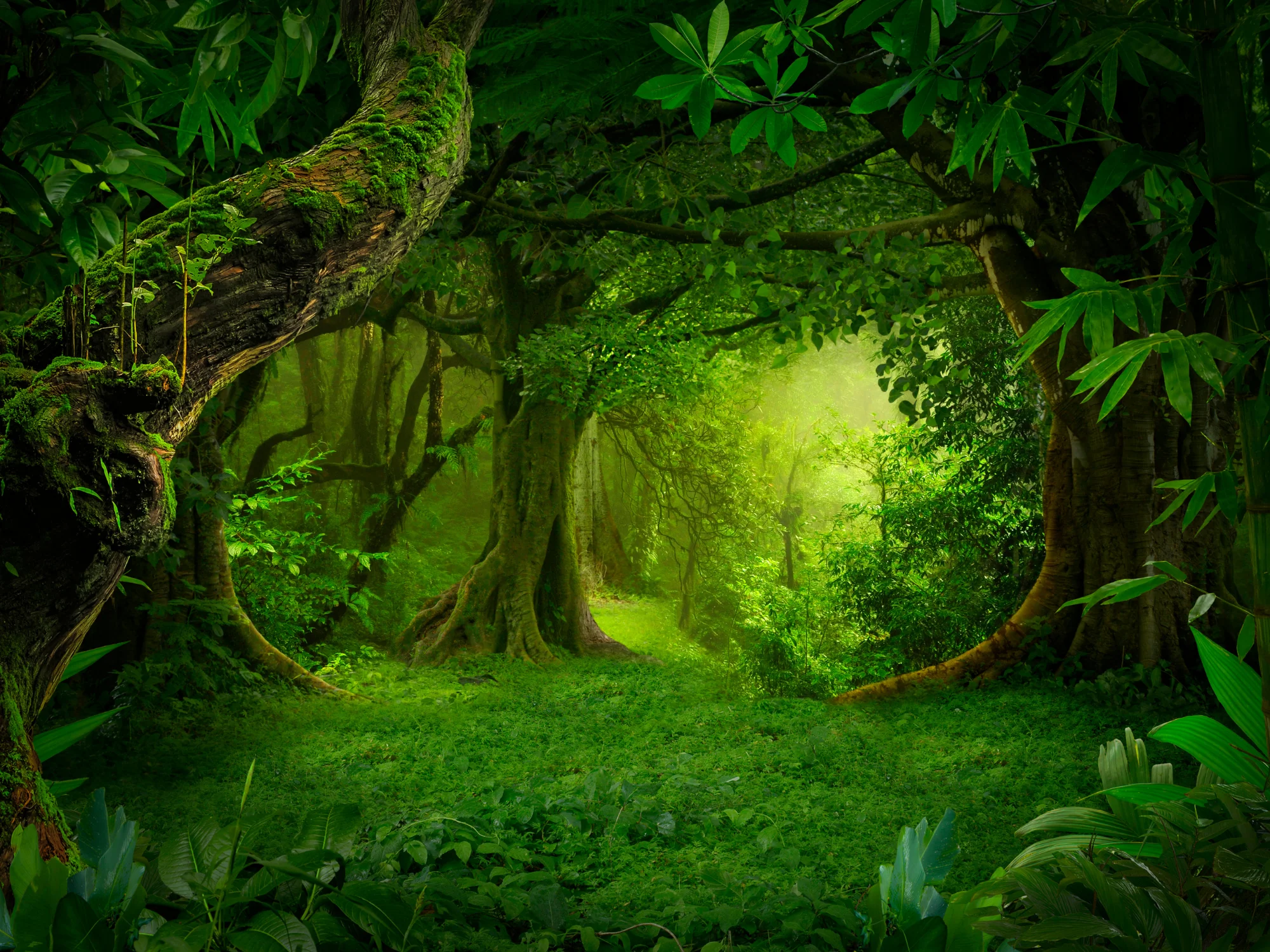 Forests