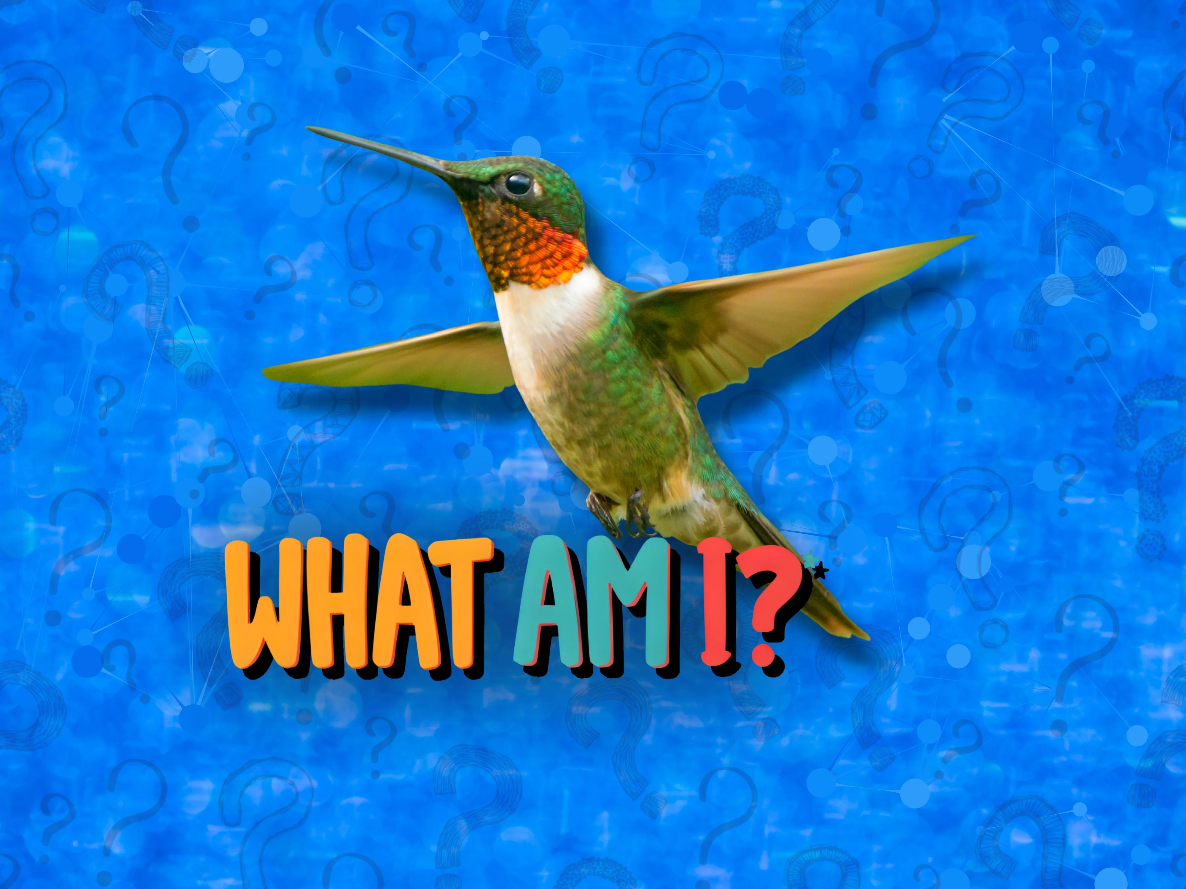What Am I? Animal Edition