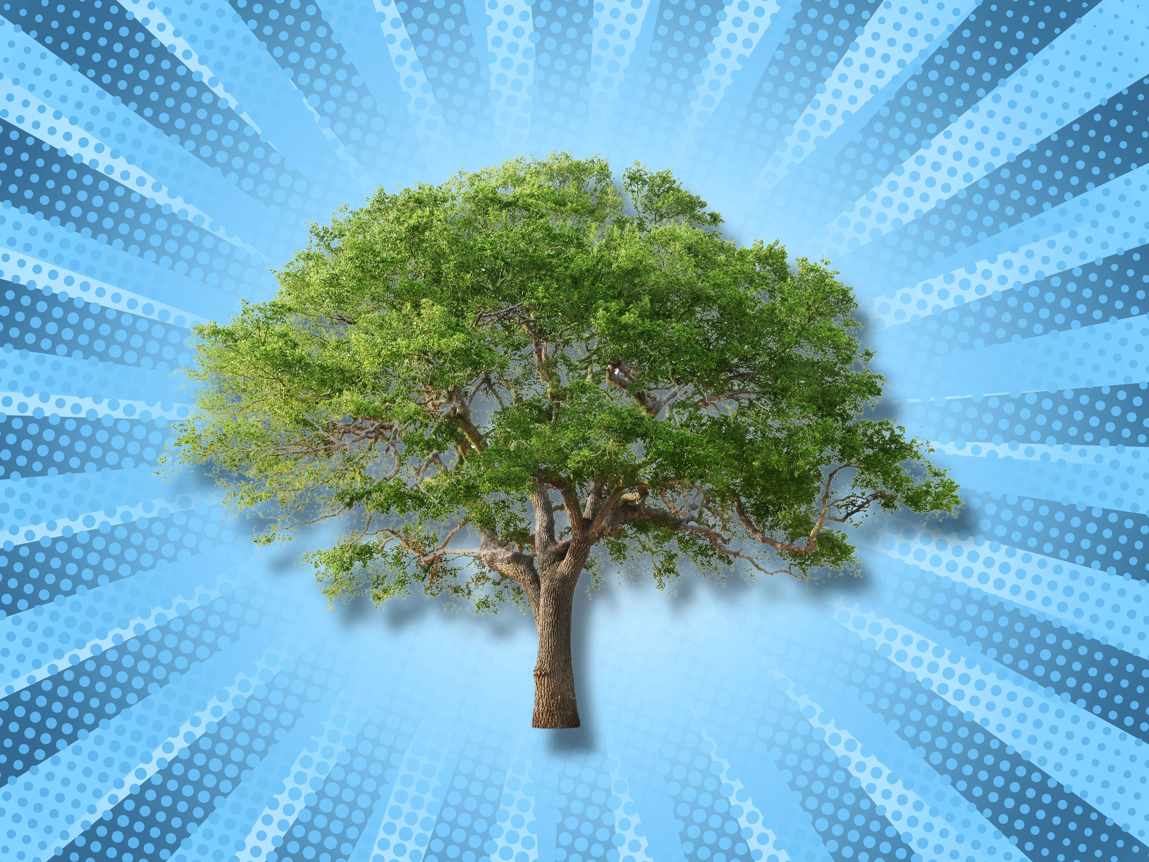 What Type of Tree Are You?