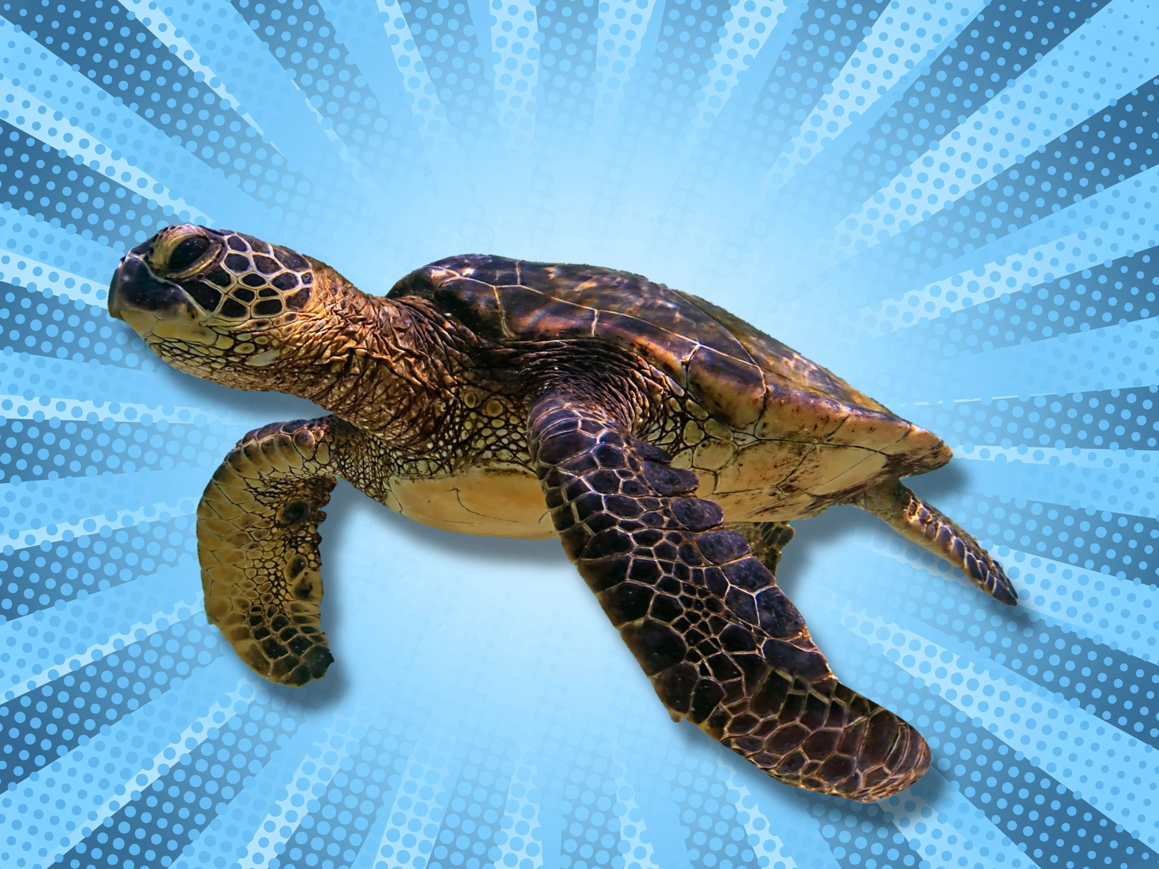 Which Sea Creature Are You?